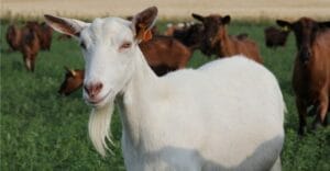 Zoophilie – «Je préfère les chèvres aux femmes», confesse un homme de 25 ans