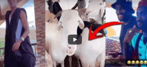(Vidéo) : Tabaski : Découvrez les moutons Faramareen chez la maman de Wally Seck