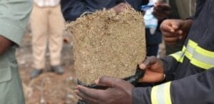 Diamaguène-Diacksao : Le vieux avait dissimulé 10 kg de « yamba » dans son enclos