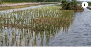 YARANG (Sédhiou) : Trois jeunes d&rsquo;une même famille meurent noyés.