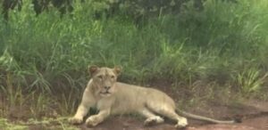 Urgent/ Saraya : Un lion égaré sème ùapeur panique sur l&rsquo;axe Bambou-Sabodala 