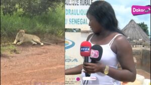 Kédougou : Voici la lionne qui terrorise les habitants