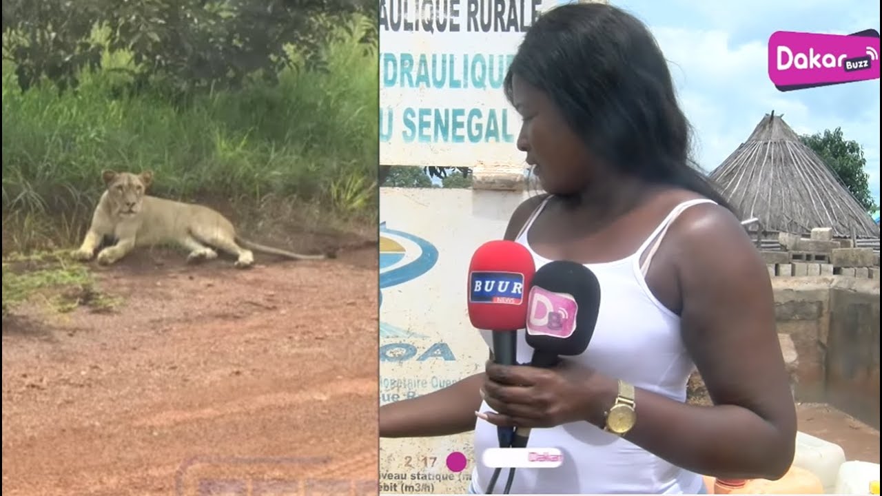 Kédougou : Voici la lionne qui terrorise les habitants