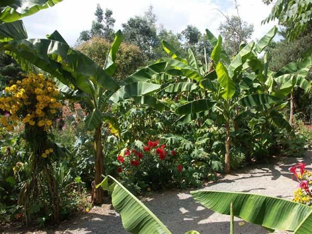Kawtef: Un jardinier engro$$e trois sœurs biologiques