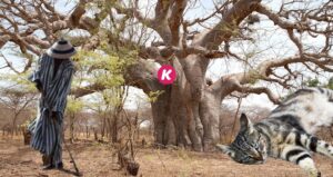 Incroyable, le baobab, le chat et le cultivateur : ce fait qui déchire la toile. En rire ou en pleurer?  Écoutez !