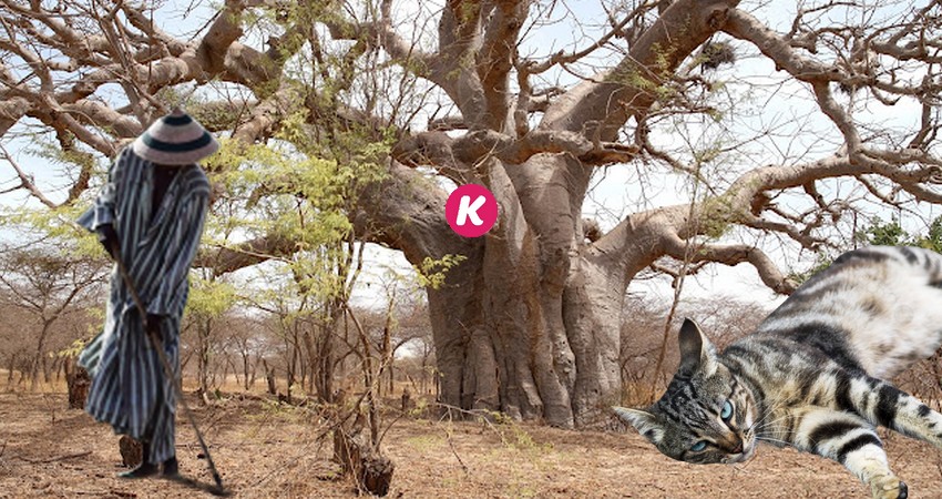 Incroyable, le baobab, le chat et le cultivateur : ce fait qui déchire la toile. En rire ou en pleurer?  Écoutez !