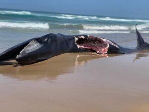 Diamalaye : Une baleine échoue sur la plage