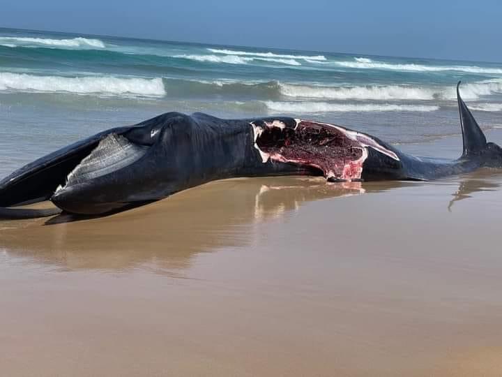 Diamalaye : Une baleine échoue sur la plage