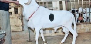FOIRE DE MBACKÉ – Un mouton d’une valeur de 30 millions meurt en pleine présentation