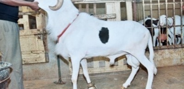 FOIRE DE MBACKÉ – Un mouton d’une valeur de 30 millions meurt en pleine présentation