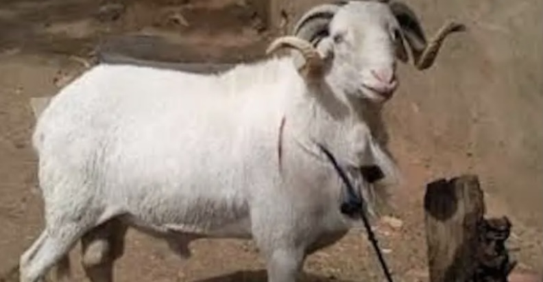 Kawtef – Mbour: Un père de famille vole un mouton pour la fête de Tabaski.