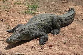 Costa Rica : une femelle crocodile « tombe enceinte » toute seule après 16 ans de captivité