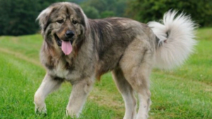 Un bébé de 18 mois m3urt après avoir été mordu par un chien : le père a ab@ttu l&rsquo;animal