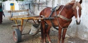 Kawtef – Pour une affaire de cravache: Un charretier tu3 à Yeumbeul. L&rsquo;auteur arrêté à…