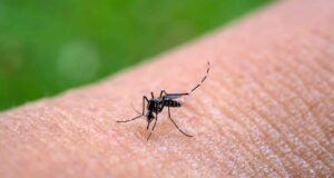 Épidémie de chikungunya à Kédougou : le Dr Ababacar Mbaye alerte