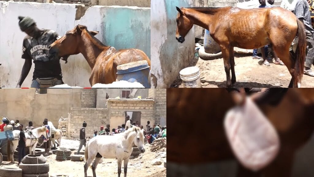Guinaw Rail :  qui a coupé la langue du cheval ?