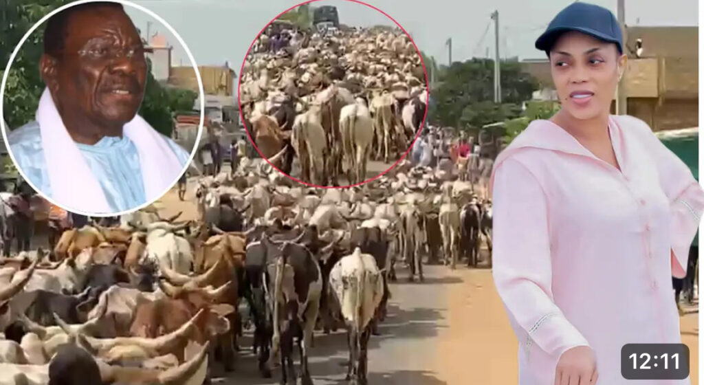 (Vidéo)- Magal 2024: Le nombre très impressionnant de bœufs acheminé par Sokhna Aïda Diallo