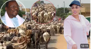 (Vidéo)- Magal 2024: Le nombre très impressionnant de bœufs acheminé par Sokhna Aïda Diallo