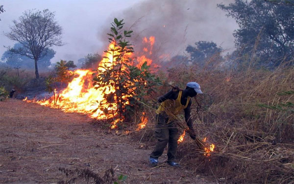 Feux de brousse à Goudiry : 40 000 hectares partis en fumée