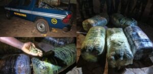 Coup de filet à Guéréo : 125 kg de chanvre indien saisis par la gendarmerie