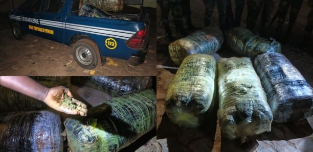 Coup de filet à Guéréo : 125 kg de chanvre indien saisis par la gendarmerie