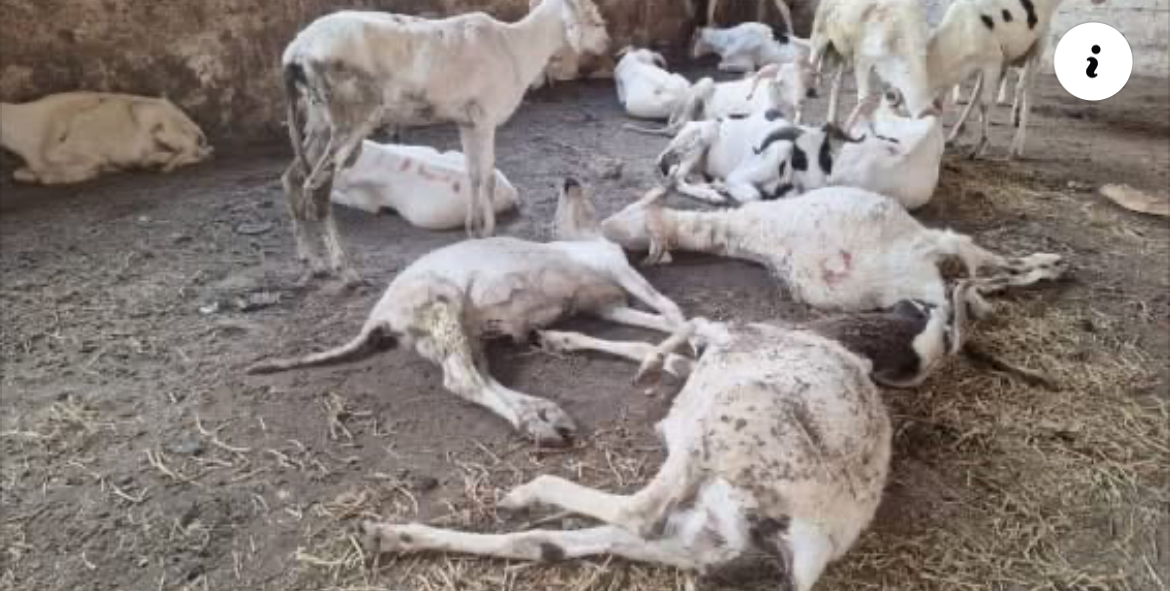 L’opération Tabaski de la DER vire au cauchemar:Tous les moutons livrés pour la Tabaski sont morts