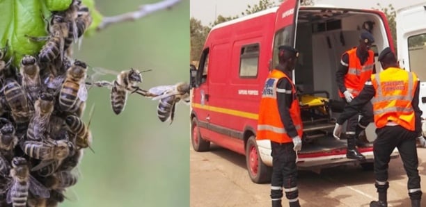 Kawtef – Nguethie : une attaque d’abeilles fait une victime et deux blessés…