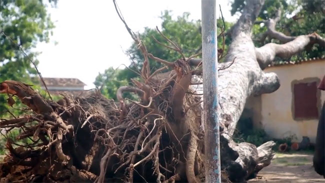 Tragédie au foirail de Thiès : un éleveur perd la vie après la chute d’un arbre…