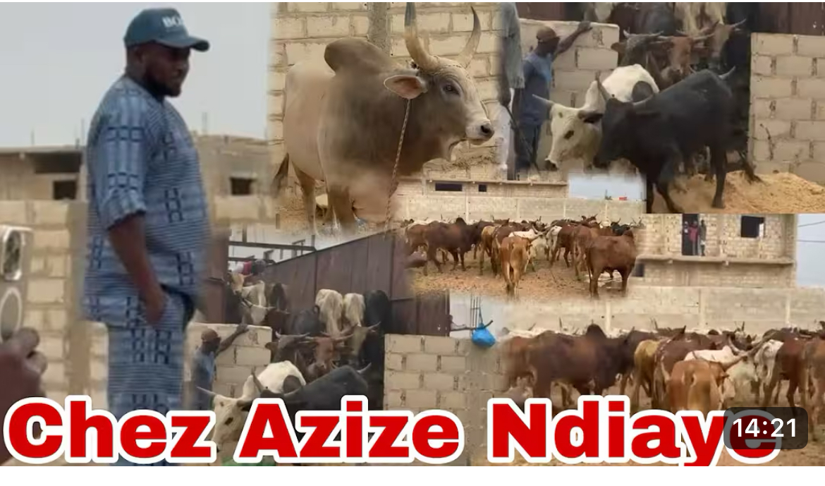 (Vidéo)- Gamou 2025: Aziz Ndiaye draine un troupeau de boeuf à Tivaouane.