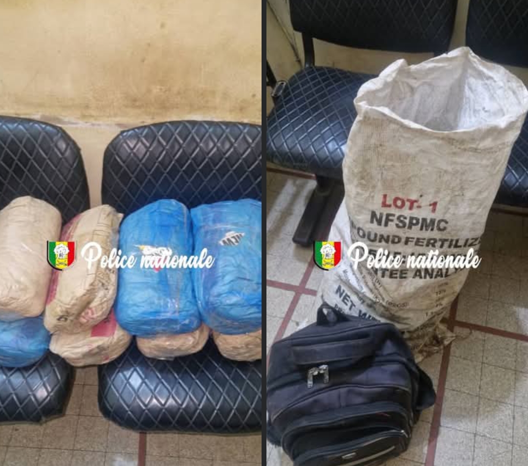Kaolack : Saisie de 8 kg de chānvre indien par la Brigade des Stupéfiants