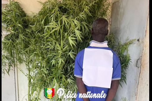 Kédougou : arrestation pour culture de chanvre indien