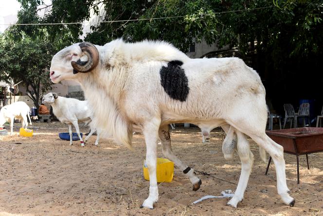 Mouhamed Barry prend 2 ans dont 6 mois ferme pour avoir volé le mouton de sa grand-mère