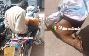 Diamaguène : arrestation d’un homme tentant de vendre une chèvre m0rte au foirail…