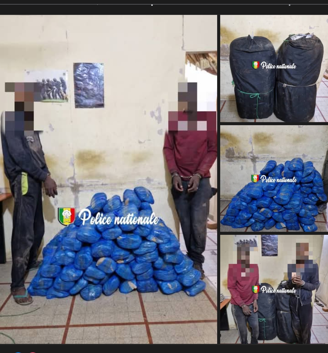 Kaolack : Deux trafiquants interpellés et 83 kg de chanvre indien saisis