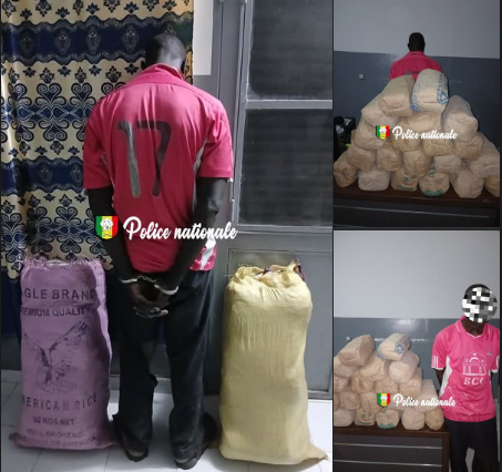 Saisie de 20 kg de chanvre indien à Sédhiou : un individu interpellé