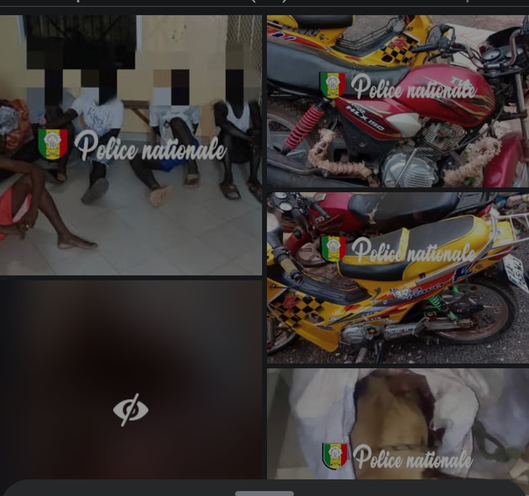 Sédhiou : Démantèlement d’un réseau d’abattage clandestin et de vol de bétail