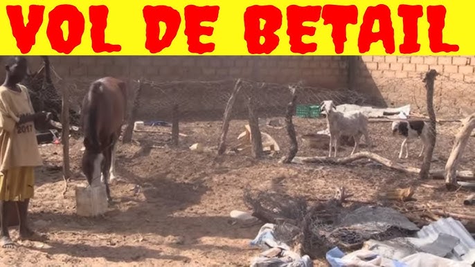 Trois jeunes déférés pour vol présumé de bétail à Bignona