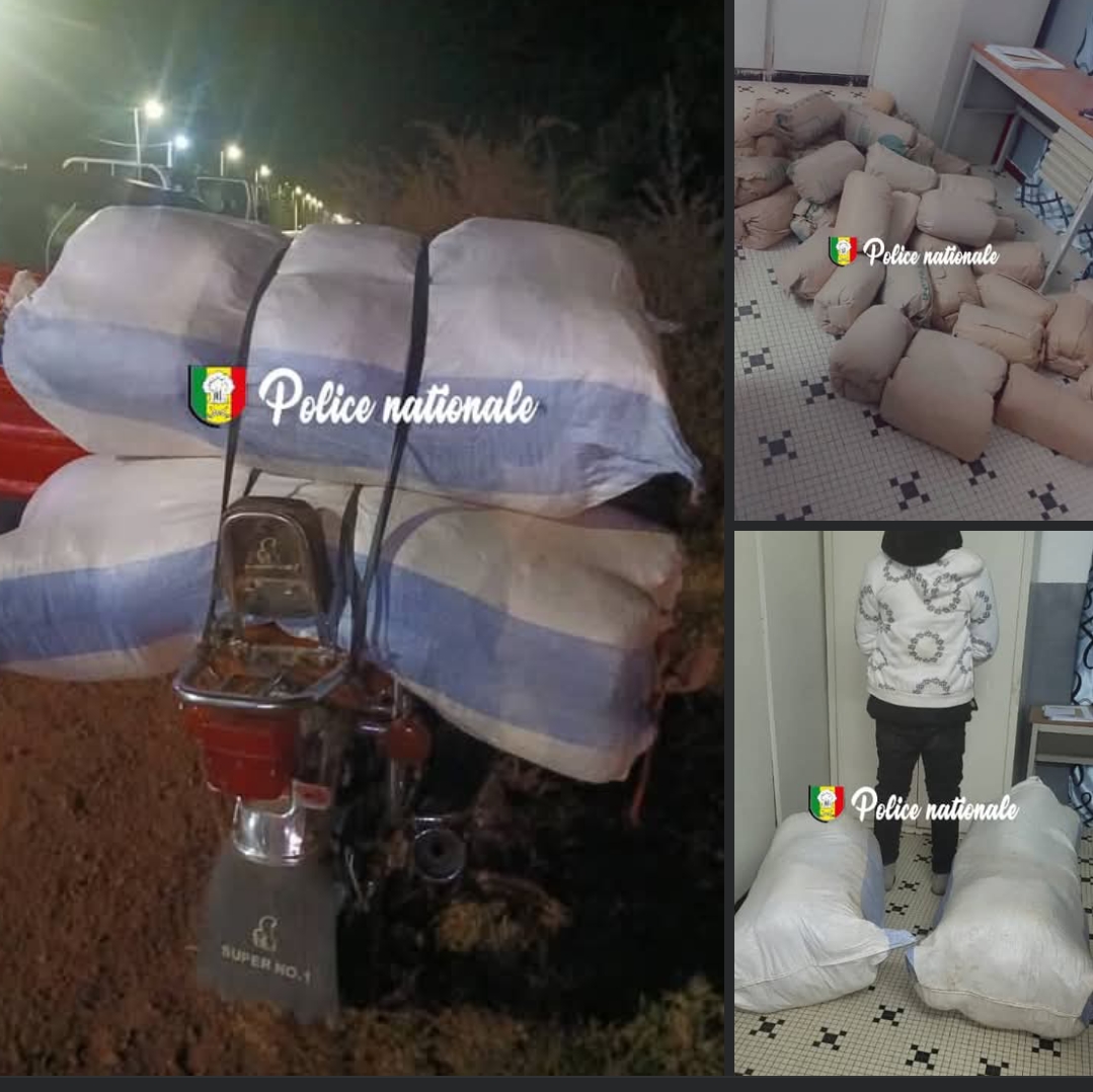 Ziguinchor : saisie de 50 kg de chanvre indien par l’OCRTIS