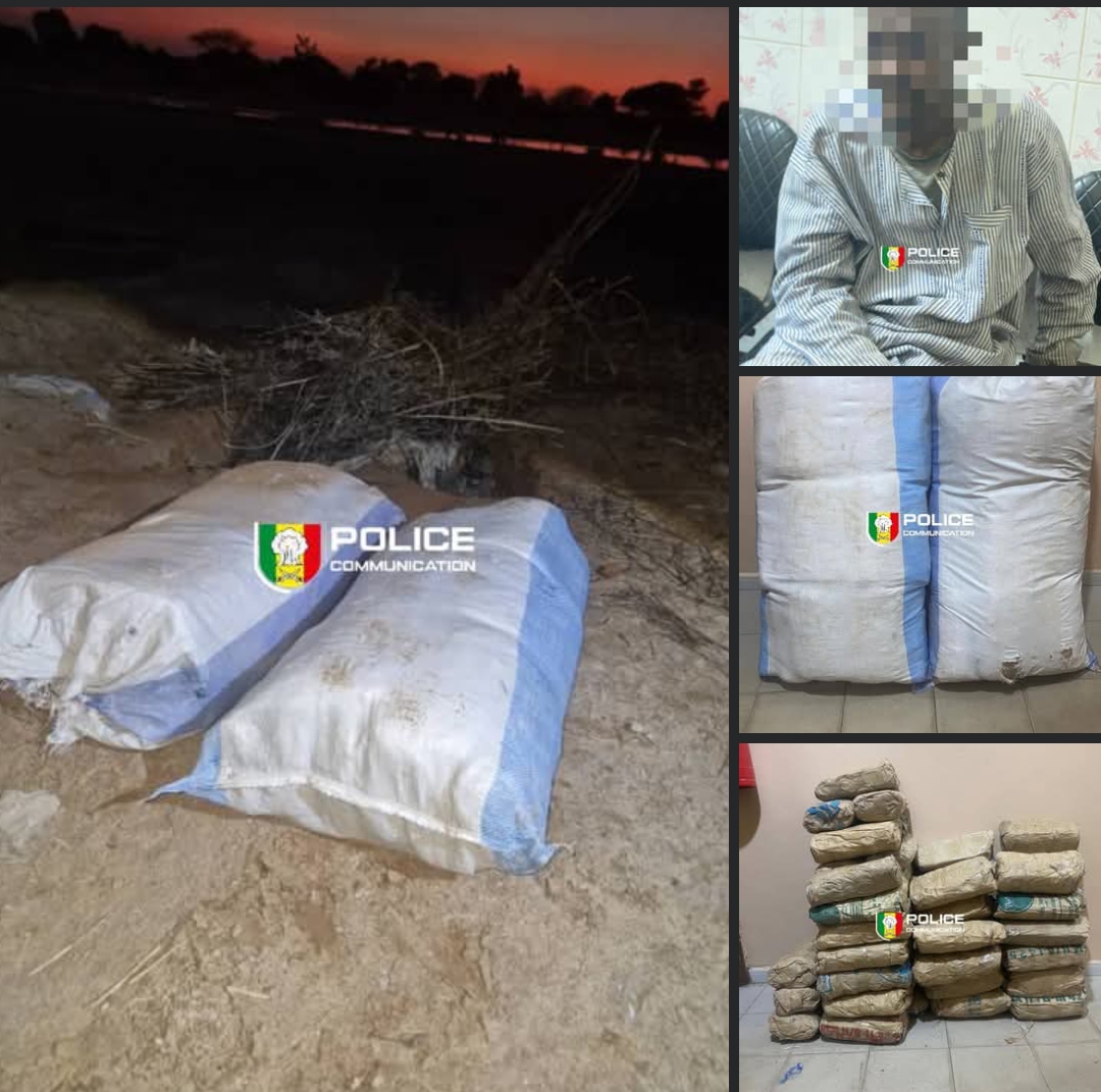 Saisie spectaculaire de 55 kg de chanvre indien à Kaolack