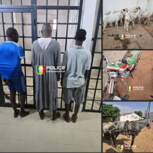 Démantèlement d’un réseau de vøl de bétail opérant entre Nioro du Rip et Kaolack