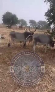 Nioro : un berger interpellé avec six bœufs volés destinés au marché hebdomadaire