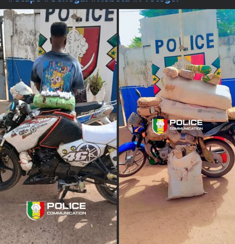 Kolda : plus de 44 kg de chanvre indien saisis lors de deux opérations policières