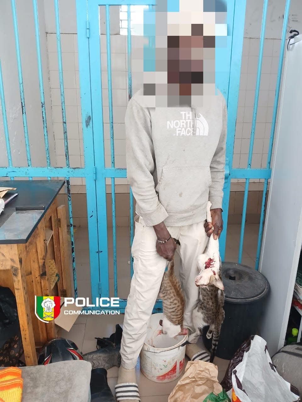 Dakar : Un individu déféré pour vente de viande de chat