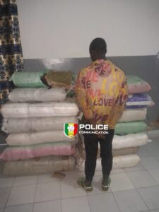 Sédhiou : 179 kg de chanvre indien saisis, un convoyeur arrêté 