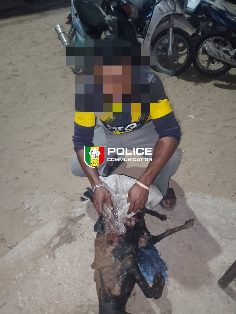 Guédiawaye : Un individu déféré pour avoir tenté de cuisiner un chien errant