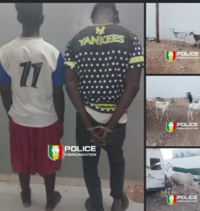Kaolack : Un vaste réseau de vol de bétail démantelé par la police