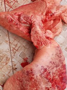 Santé publique : Une viande « mørtelle » incinérée par la DREPA