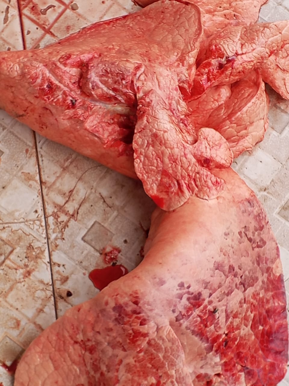 Santé publique : Une viande « mørtelle » incinérée par la DREPA