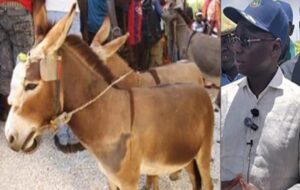 Ânes ég0rgés à Ndiayène Mbeuleup : des soupçons de trafic de viande inquiètent les autorités.
