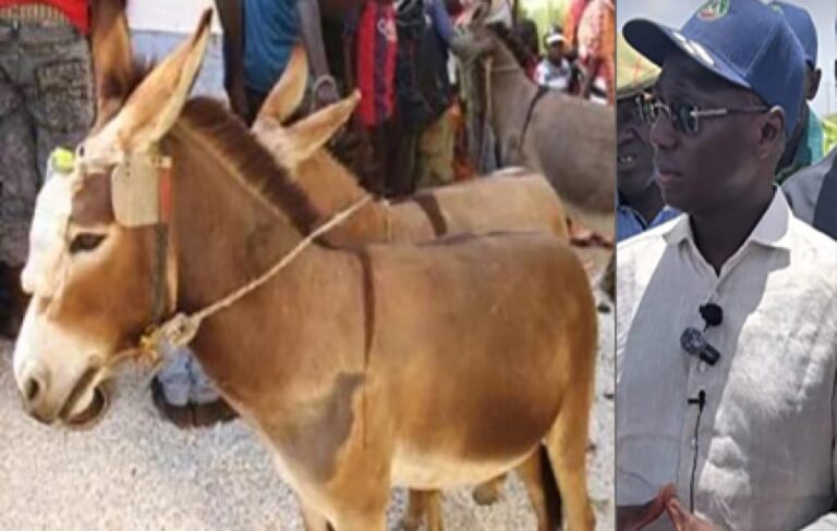 Ânes ég0rgés à Ndiayène Mbeuleup : des soupçons de trafic de viande inquiètent les autorités.